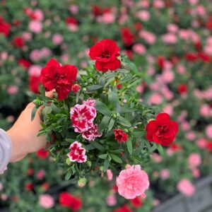 Anjer Trio - Dianthus Trio