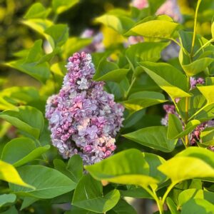 Syringa Vulgaris Michel Buchner