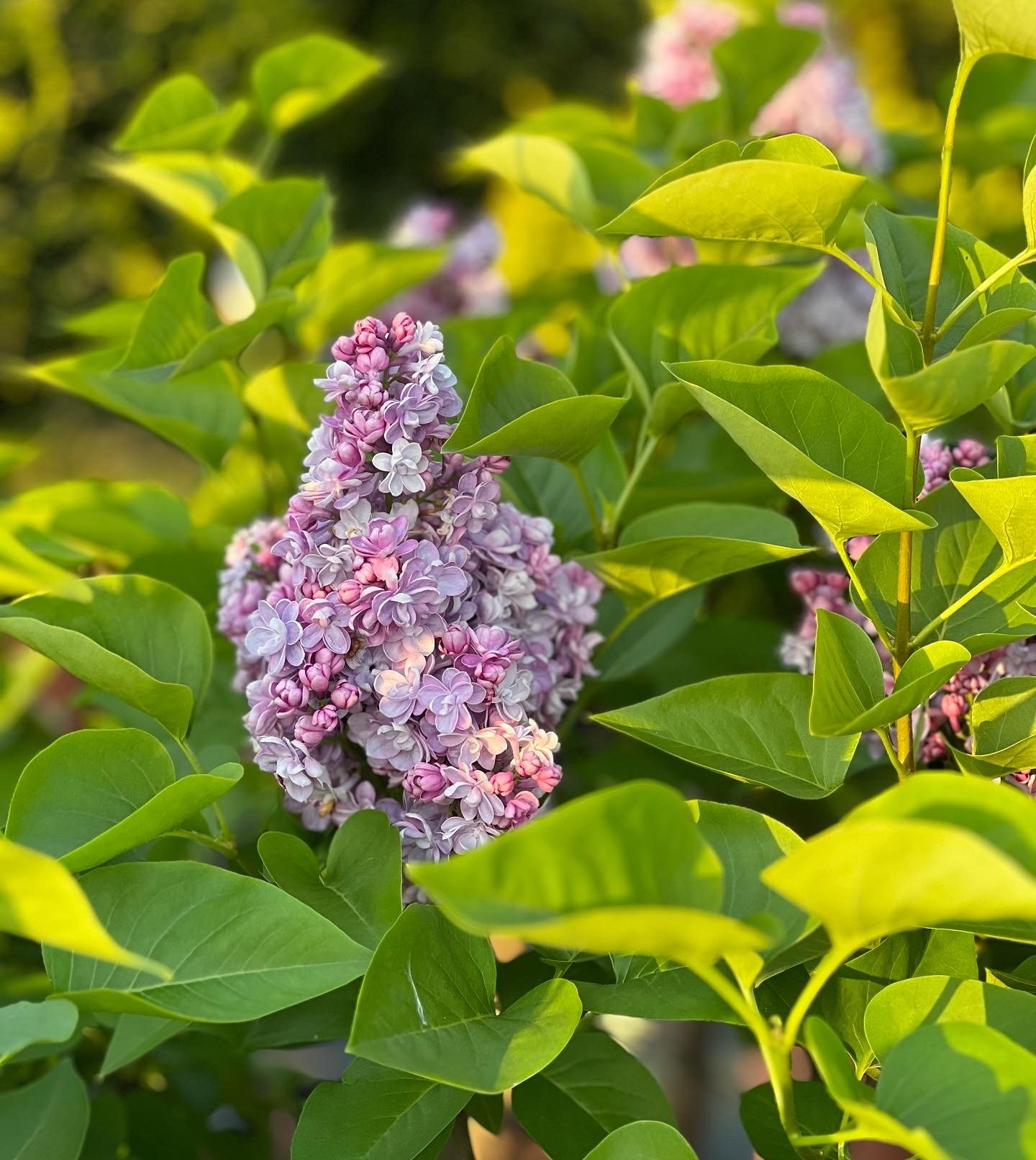 Syringa Vulgaris Michel Buchner