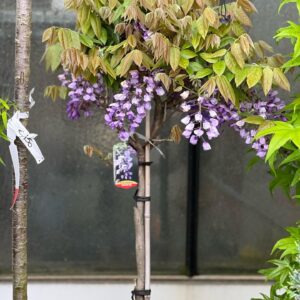Wisteria Brachybotrys Ikoyama Fuji laagstam