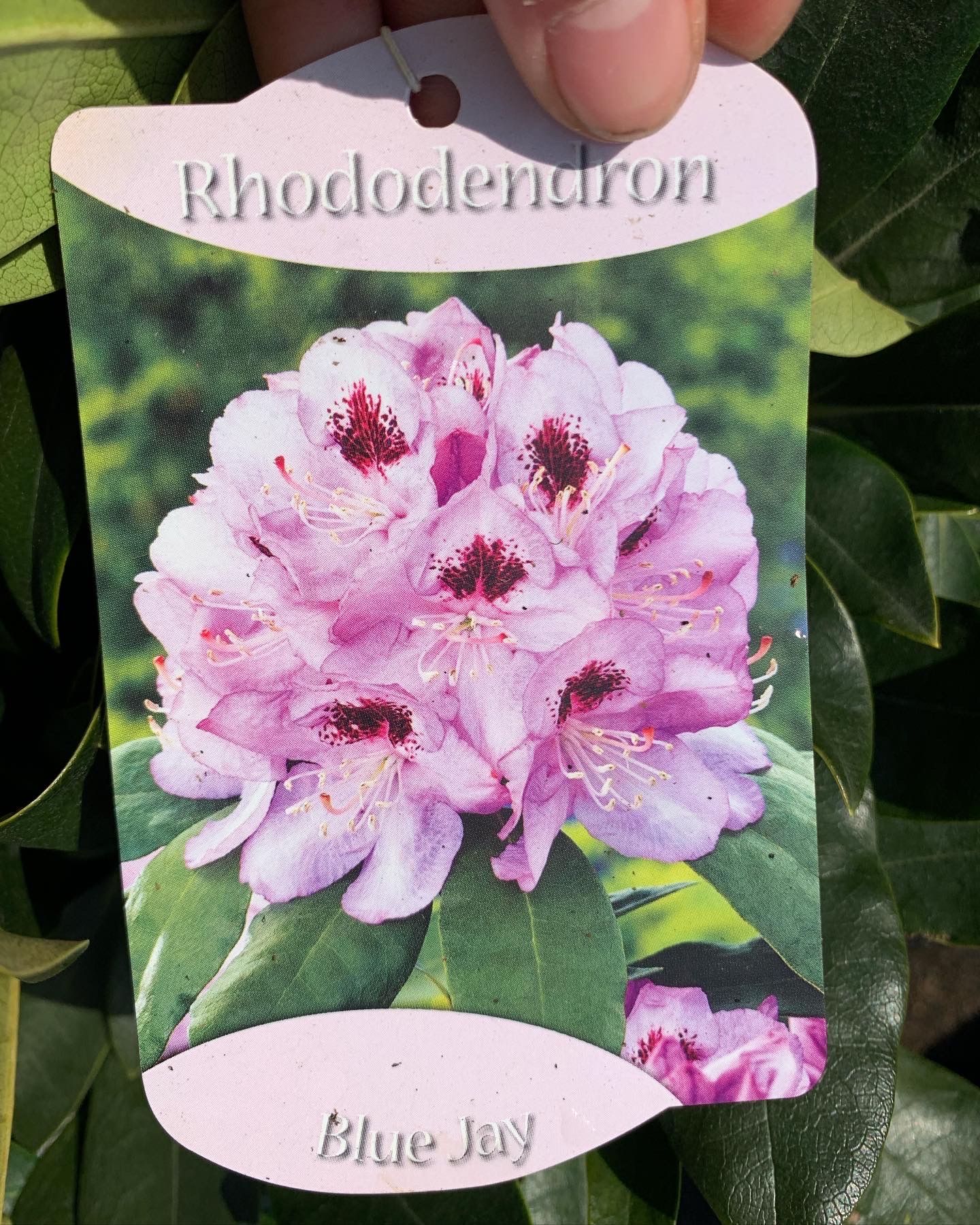 Rhododendron - Image 11