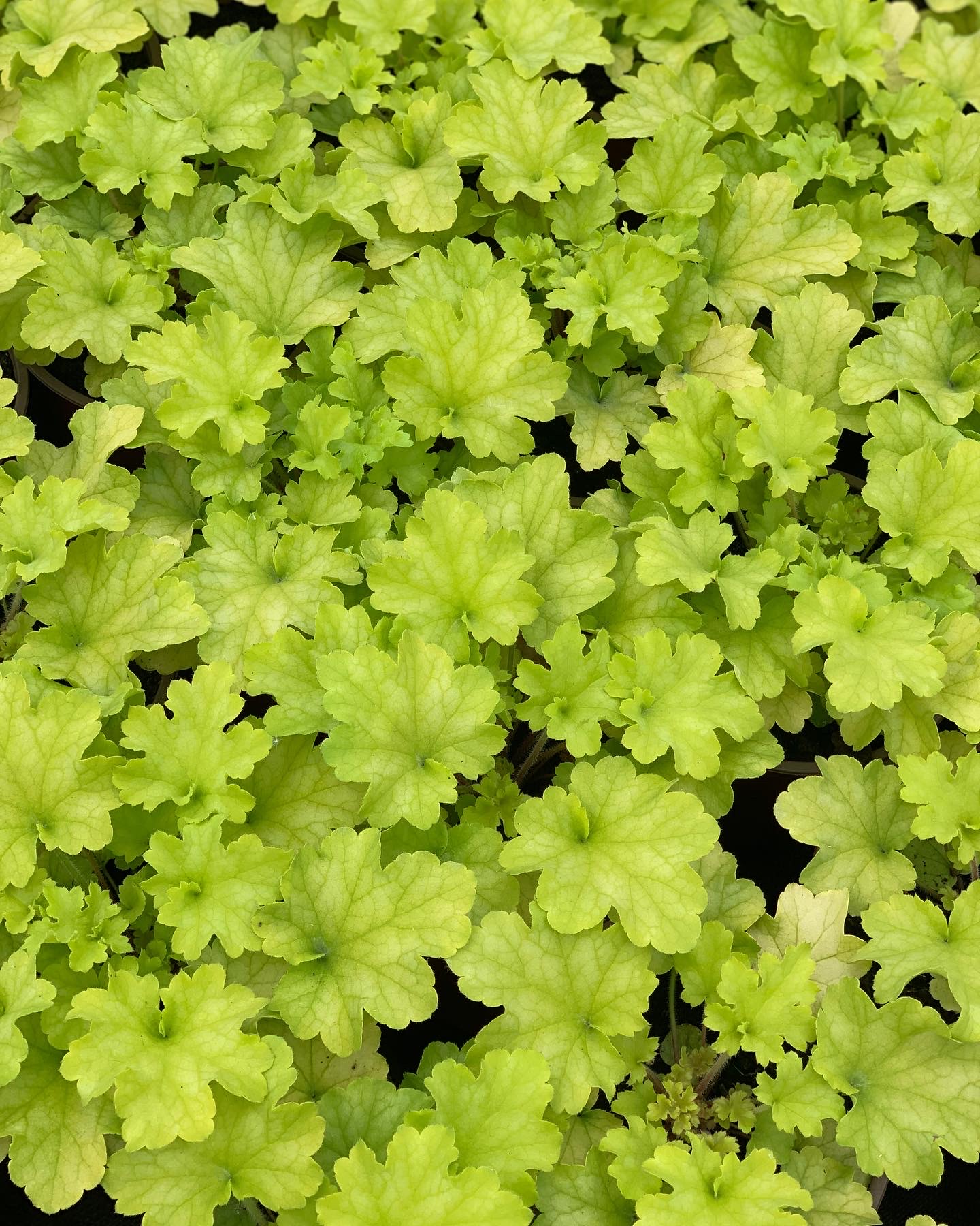 Heuchera - Purperklokje - Image 7