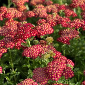 Achillea Millefolium Tutti Frutti Rood pot 12 - Duizendblad