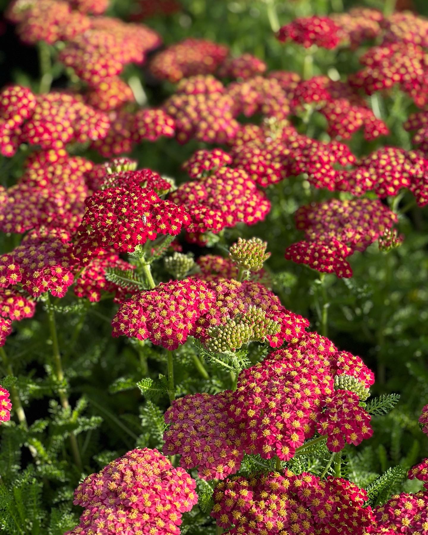 Achillea Millefolium Tutti Frutti Rood pot 12 - Duizendblad
