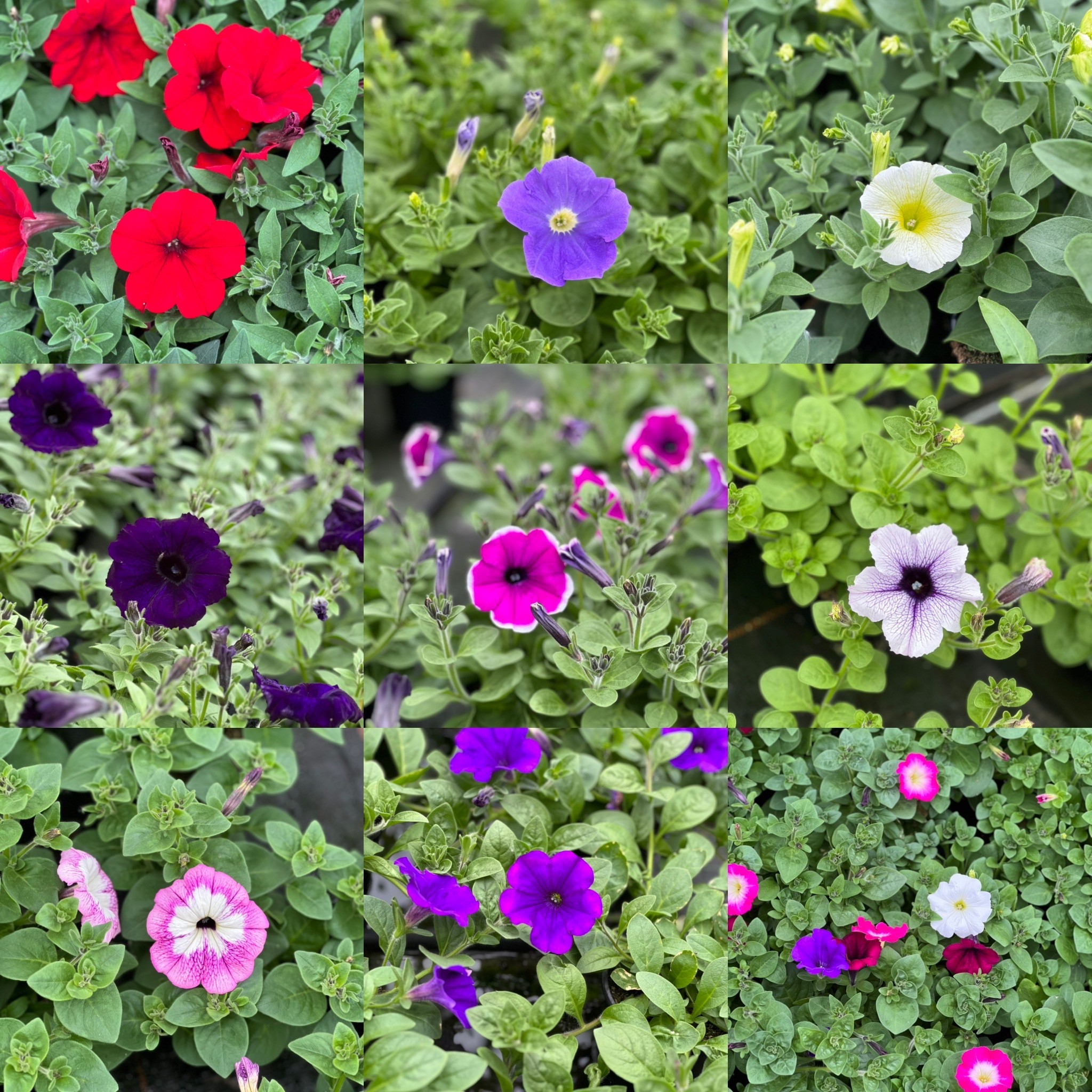 Surfinia - hang petunia - Image 2