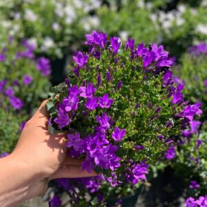Campanula Portenschlagiana - Klokjesbloem