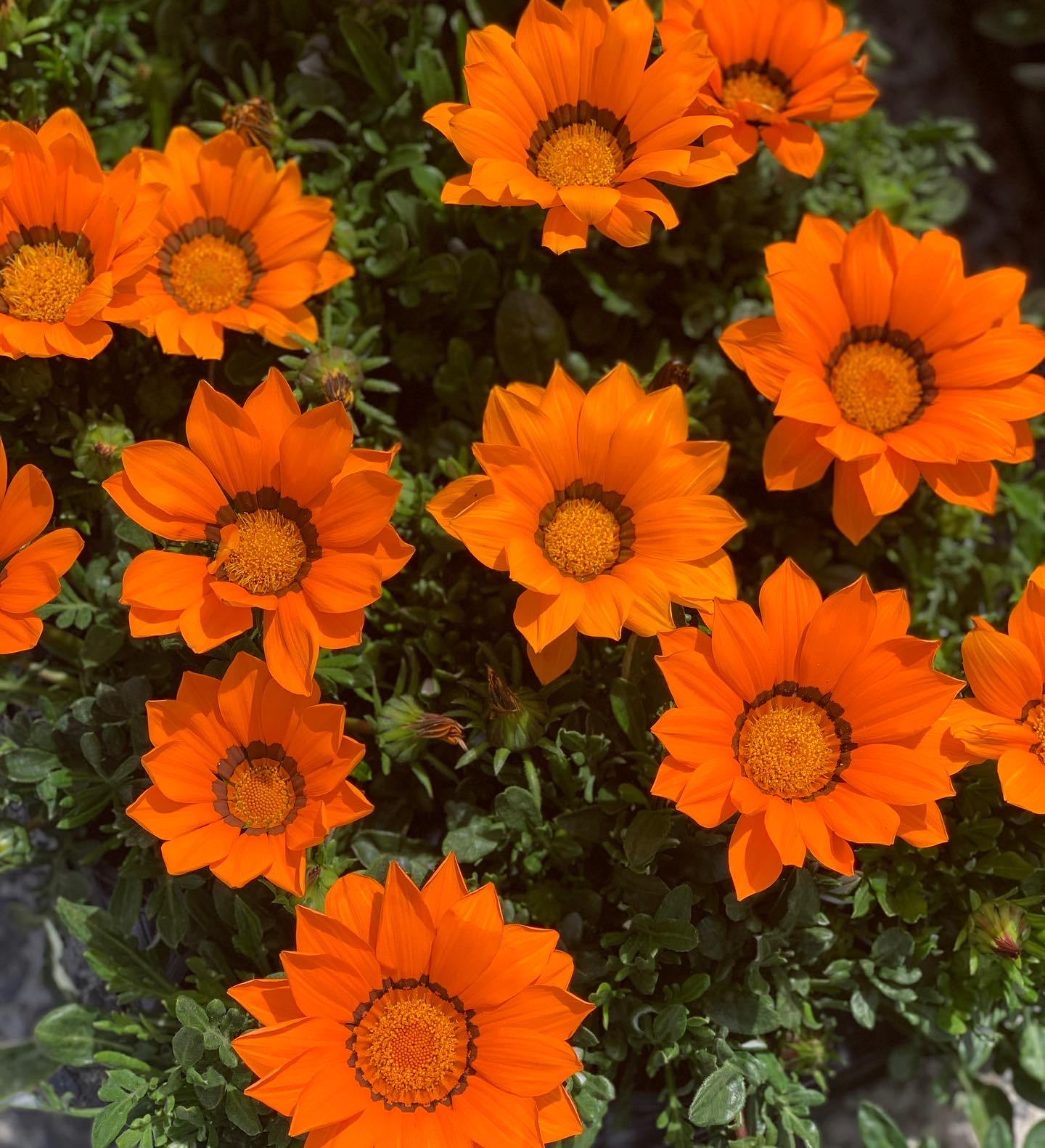 Gazania - Middaggoud - Image 2