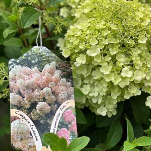 Hydrangea Paniculata 'Bobo'