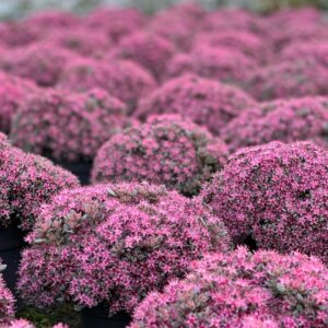 Sedum Pink