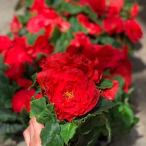 NON STOP Begonia