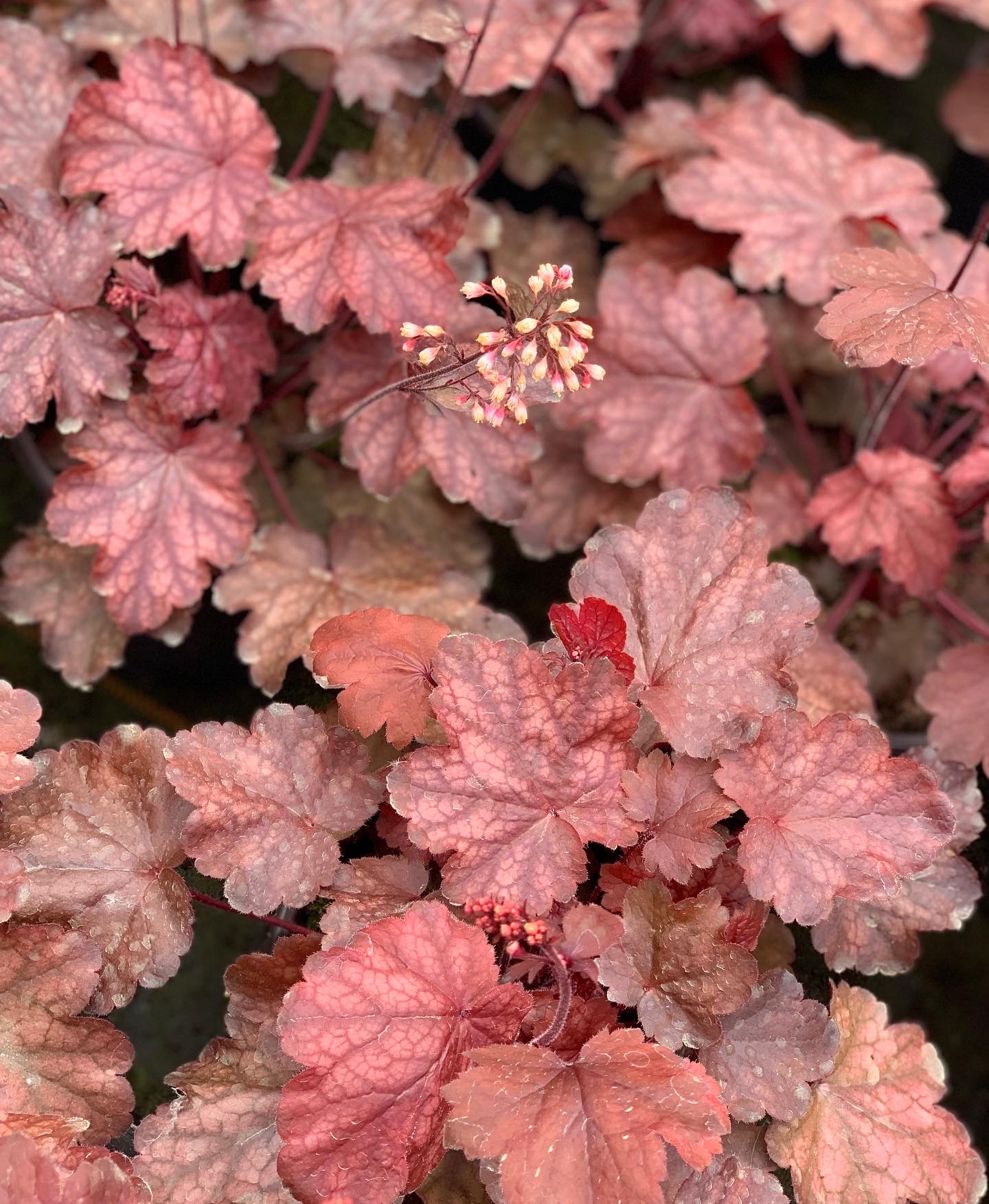 Heuchera - Purperklokje - Image 4