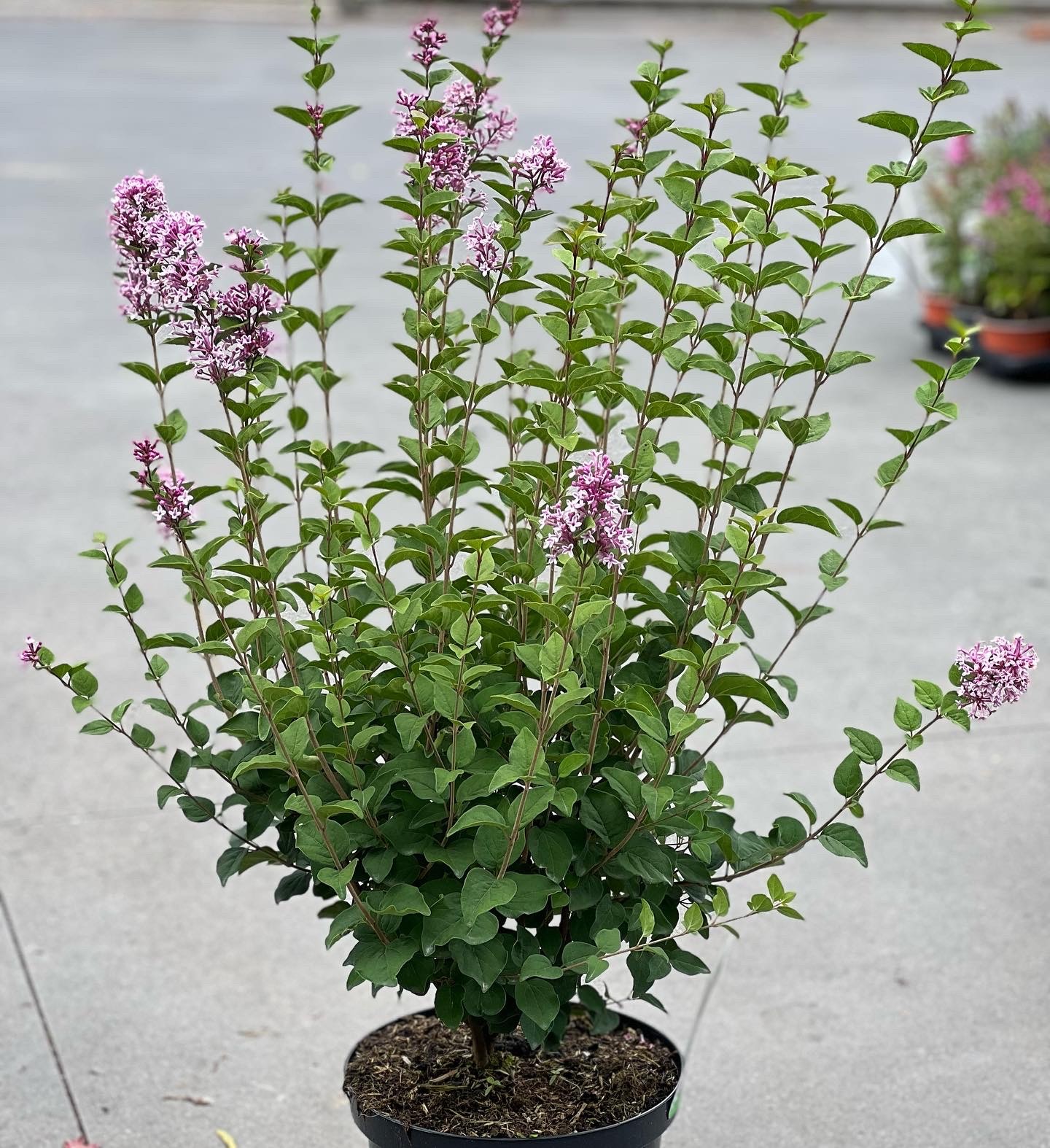 Syringa Josée 10L - Image 2