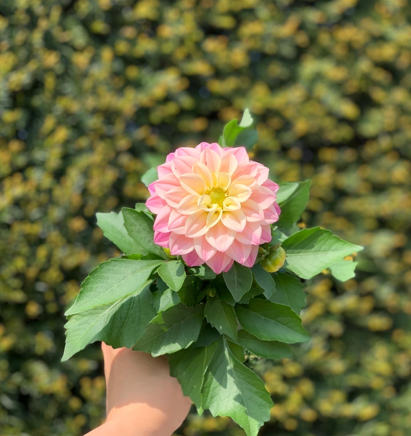 Dahlia pot 10,5 cm - Image 5