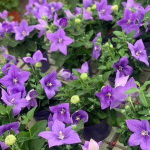 Platycodon