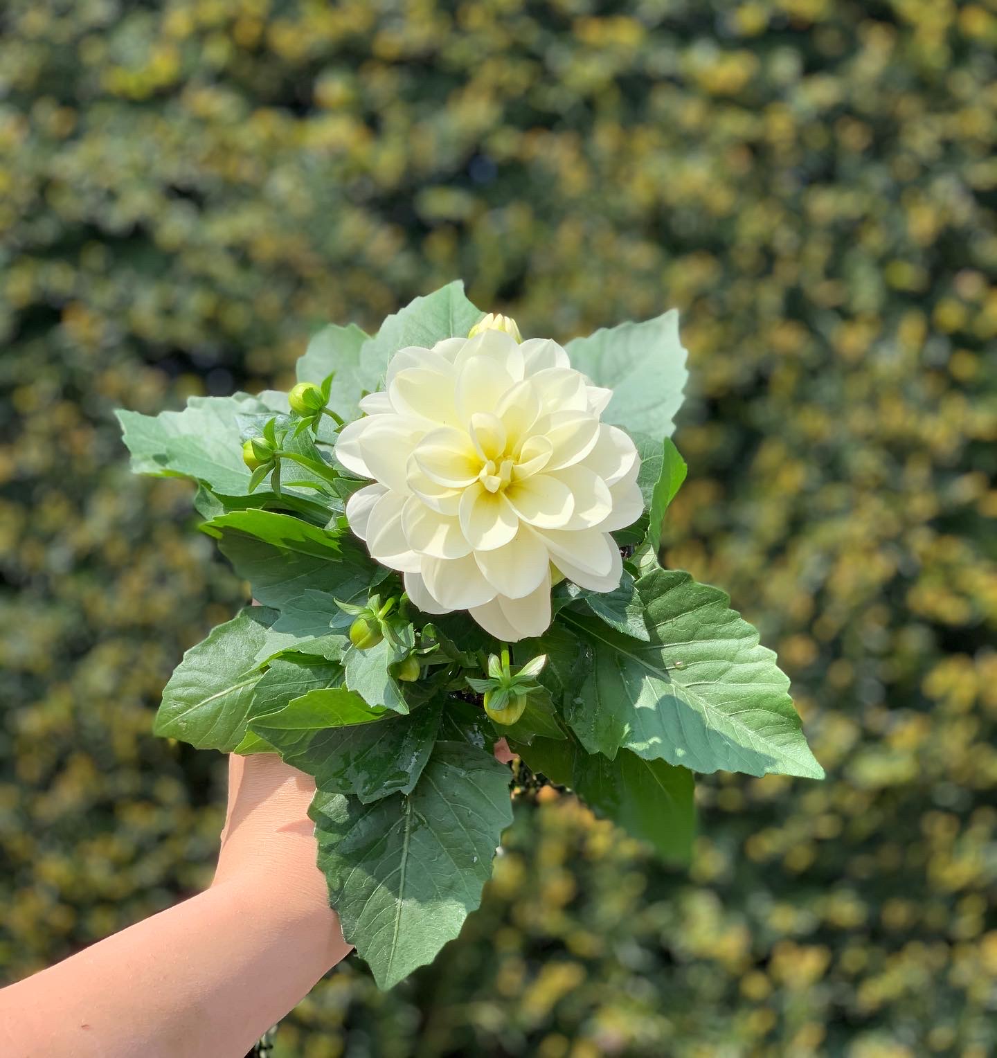 Dahlia pot 10,5 cm - Image 6