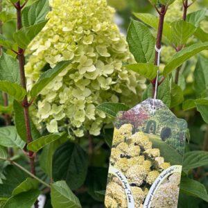 Hydrangea paniculata 'Limelight'