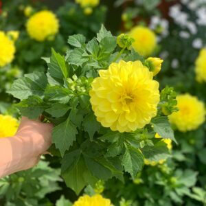Dahlia pot 12