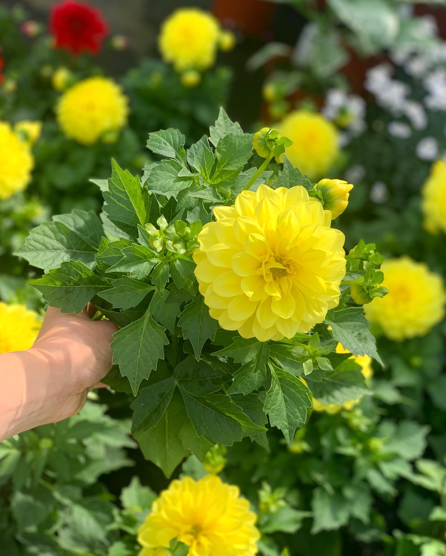 Dahlia pot 12