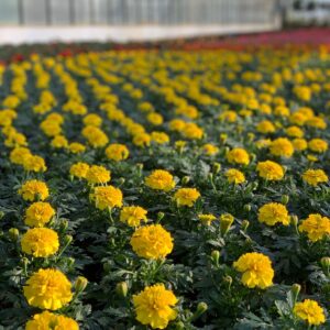 Stinkertjes - Tagetes - Afrikaantjes