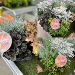 Herfstschalen assortiment gemengd