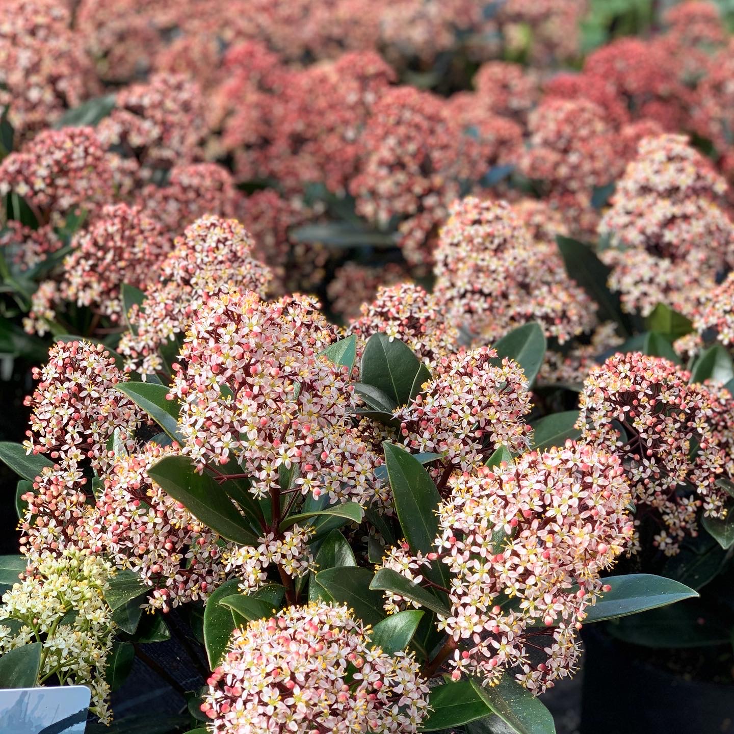 Skimmia japonica - pot 12 - Image 2