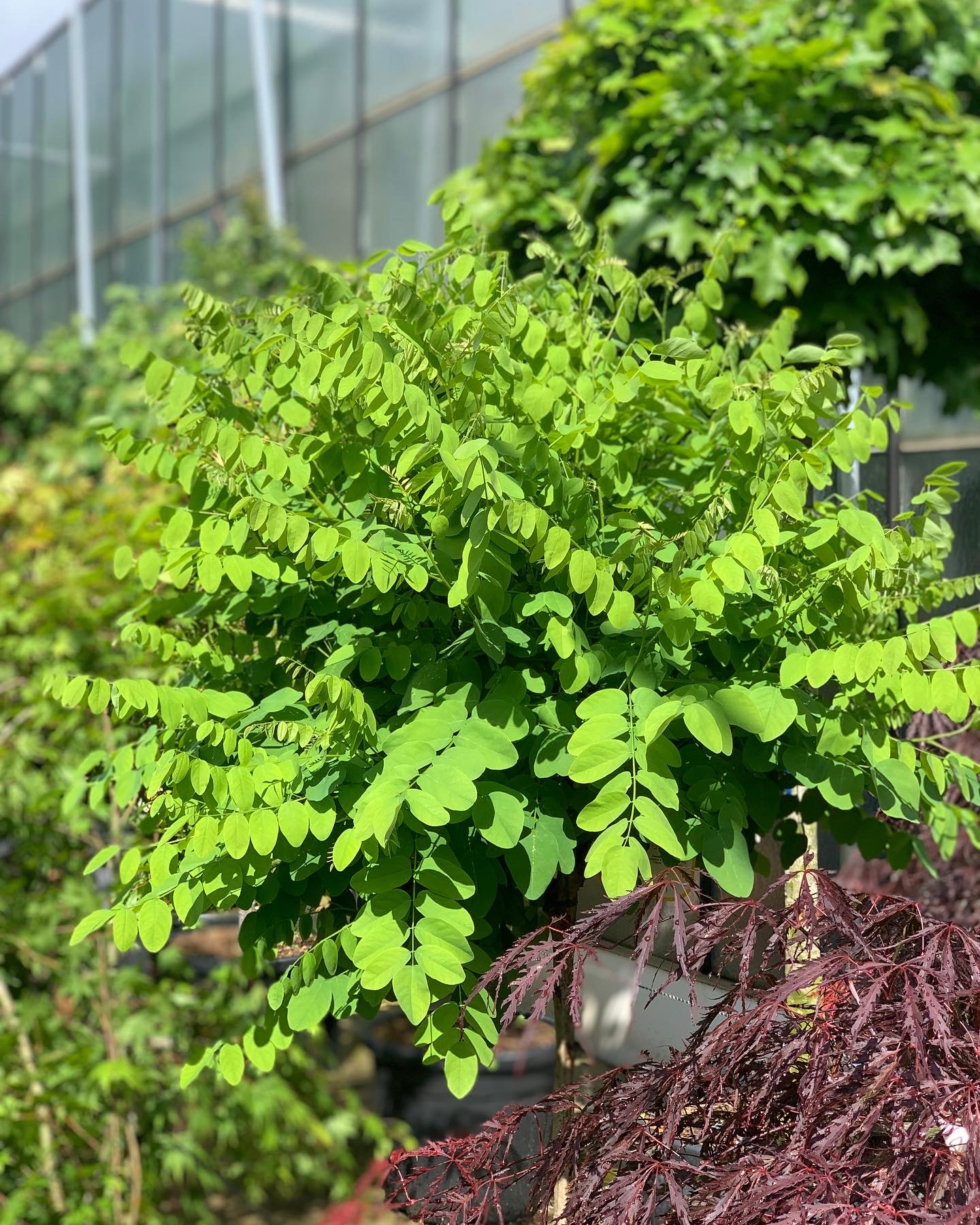 Robinia pseudoacacia Umbraculifera - Bolacacia - Image 2