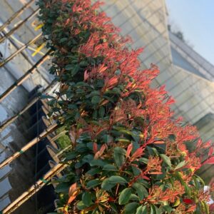 Photinia Fraseri Red Robin - Glansmispel op stam 160 cm