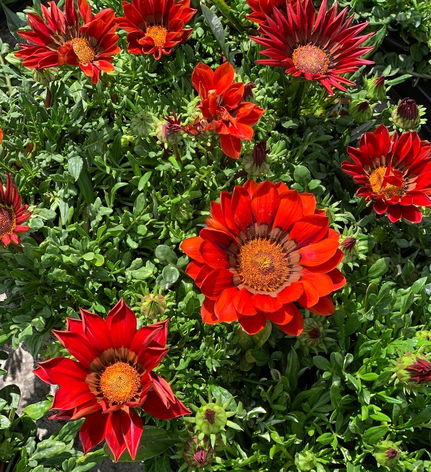 Gazania - Middaggoud - Image 3