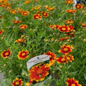 Coreopsis Little Bang Daybreak