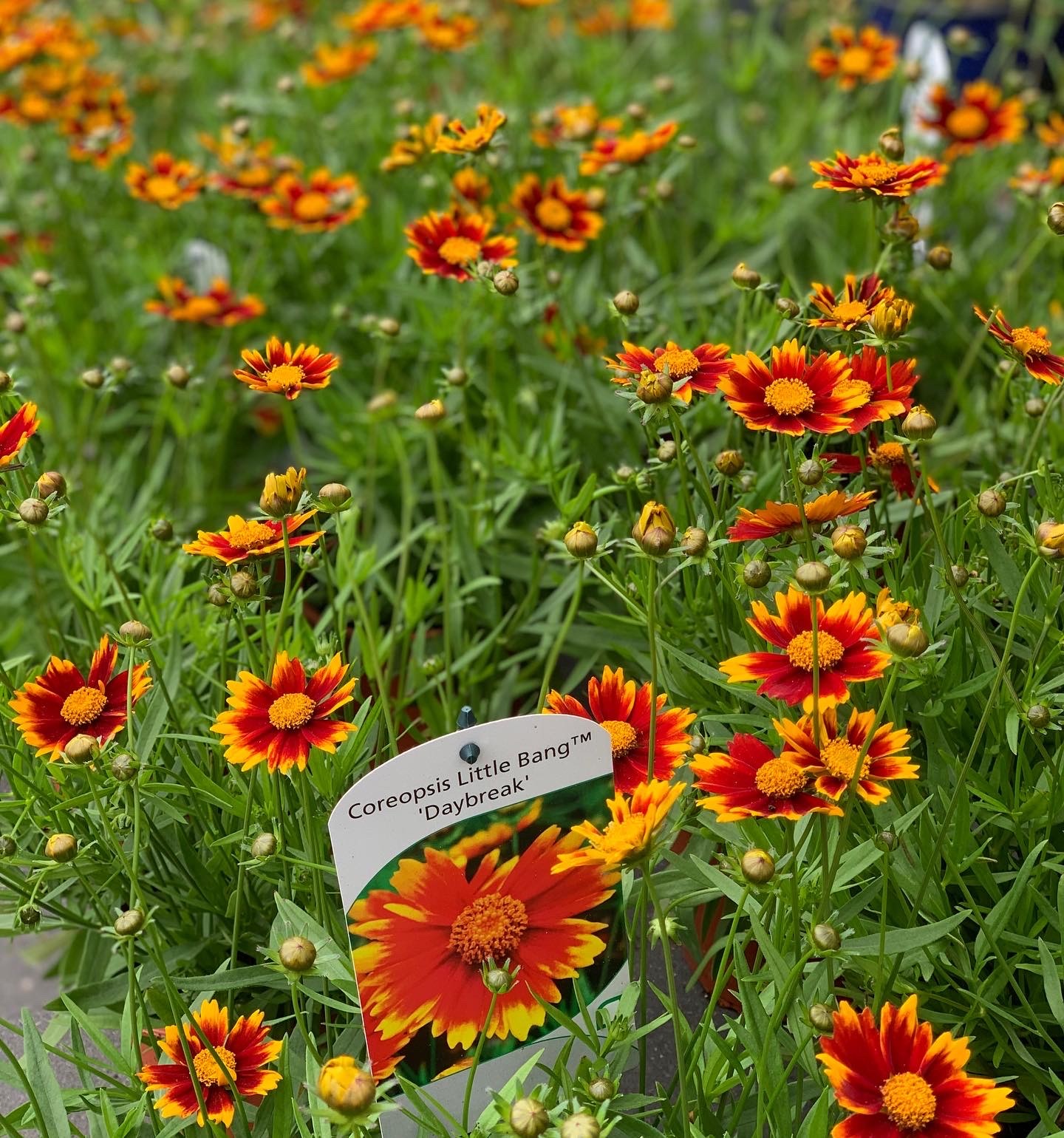 Coreopsis Little Bang Daybreak