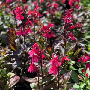 Lobelia x Speciosa Starship Deep Rose