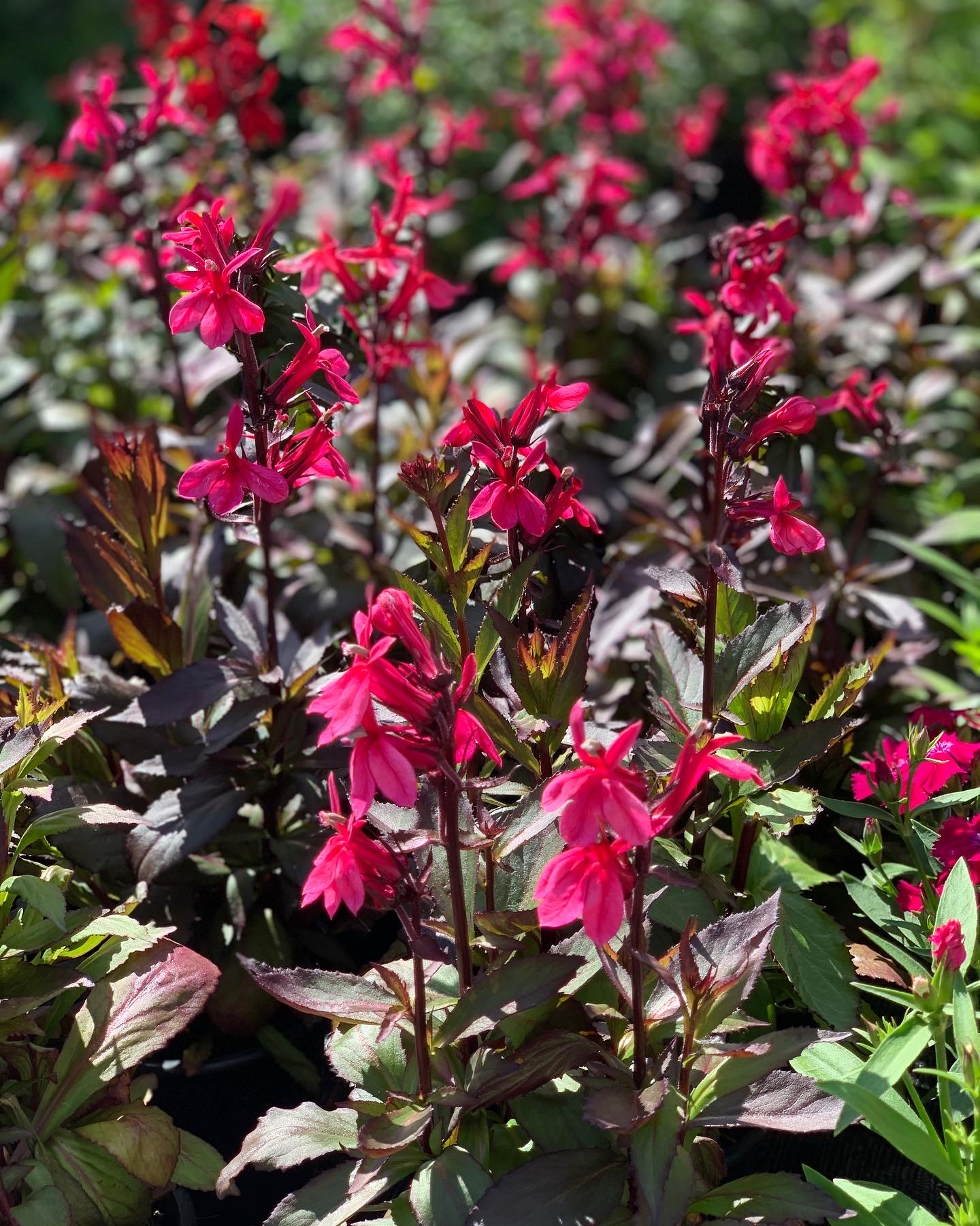 Lobelia x Speciosa Starship Deep Rose