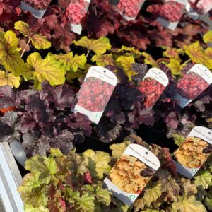 Heuchera - Purperklokje