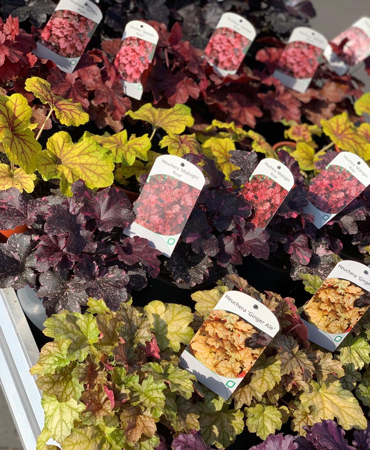 Heuchera - Purperklokje