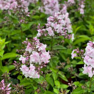 Phlox Paniculata Monica Lynden-Bell pot 15
