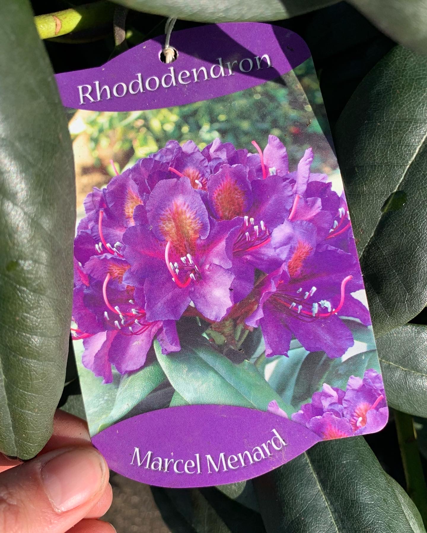 Rhododendron - Image 10