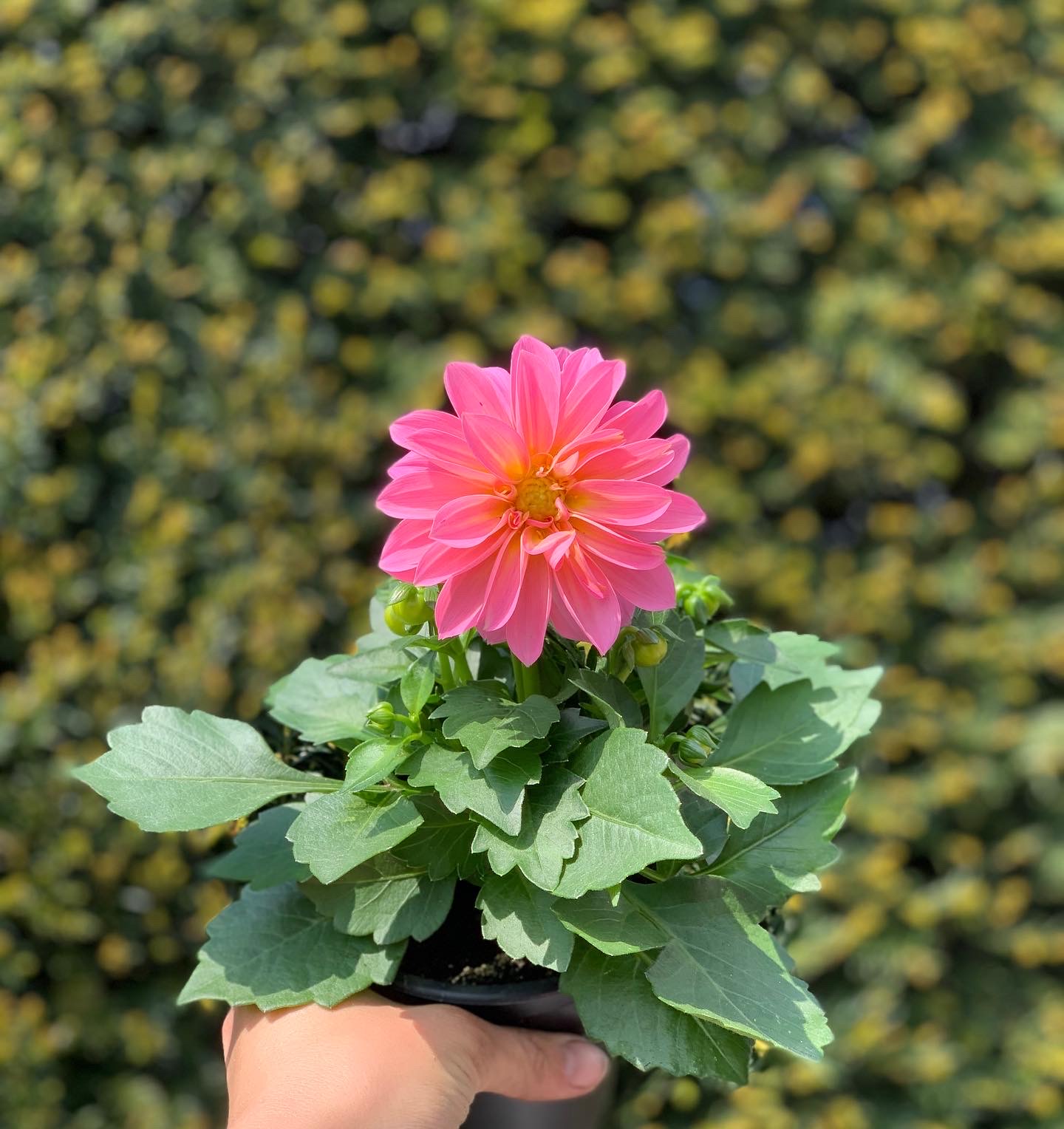 Dahlia pot 10,5 cm - Image 4