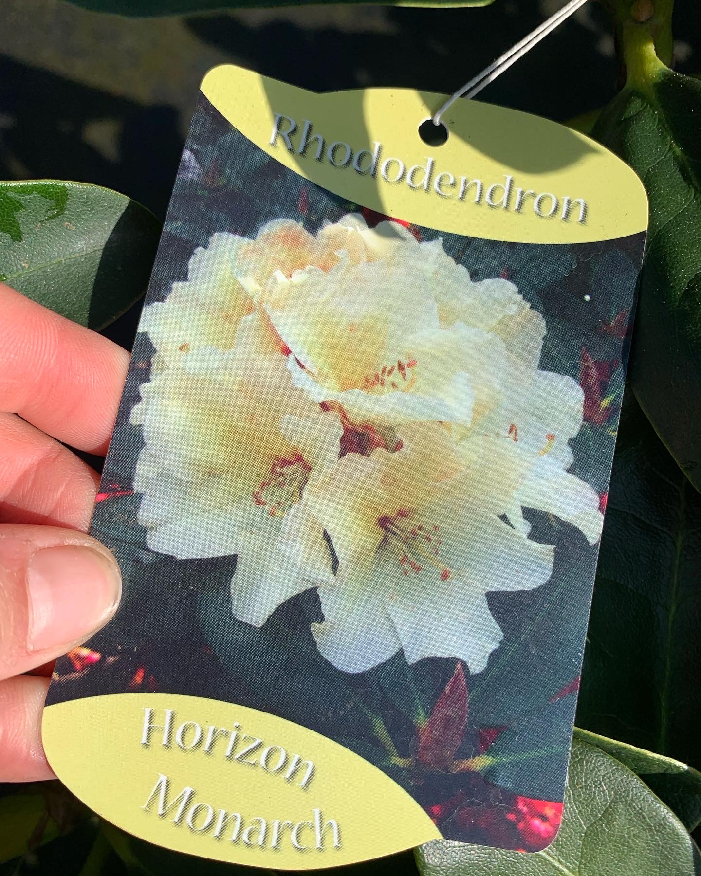 Rhododendron - Image 9