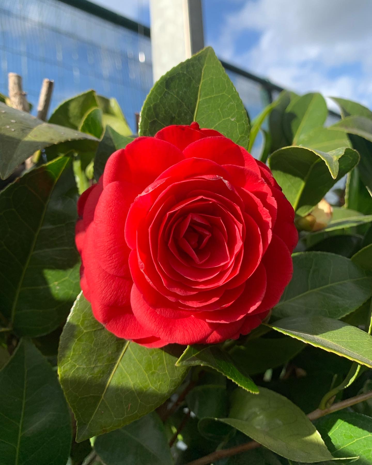Camelia Japonica op kader XL - Image 2