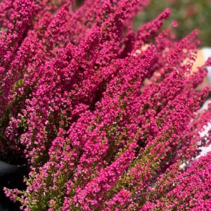 Erica Gracilis - Zuid-Afrikaanse Dopheide