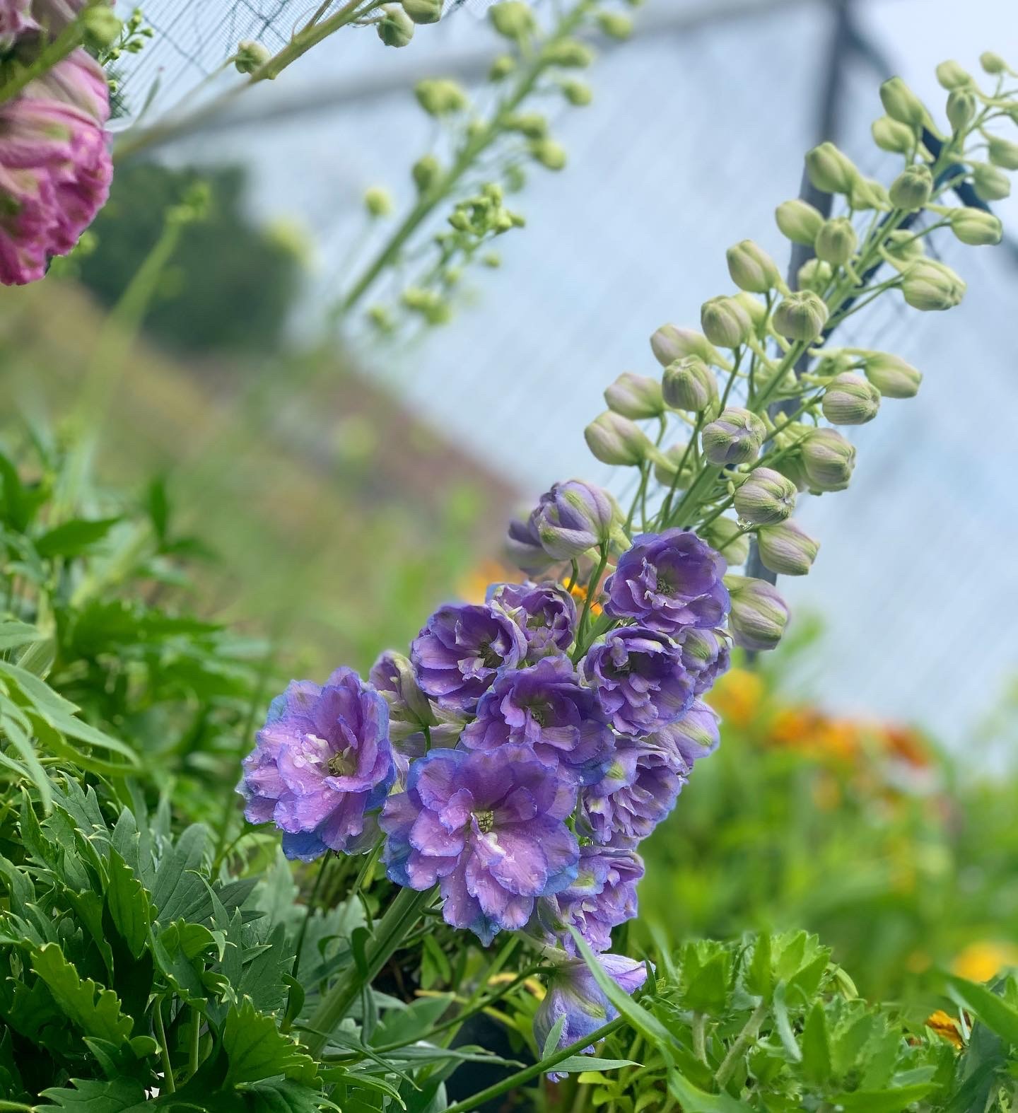 Delphinium Delgenius Shelby - Image 2