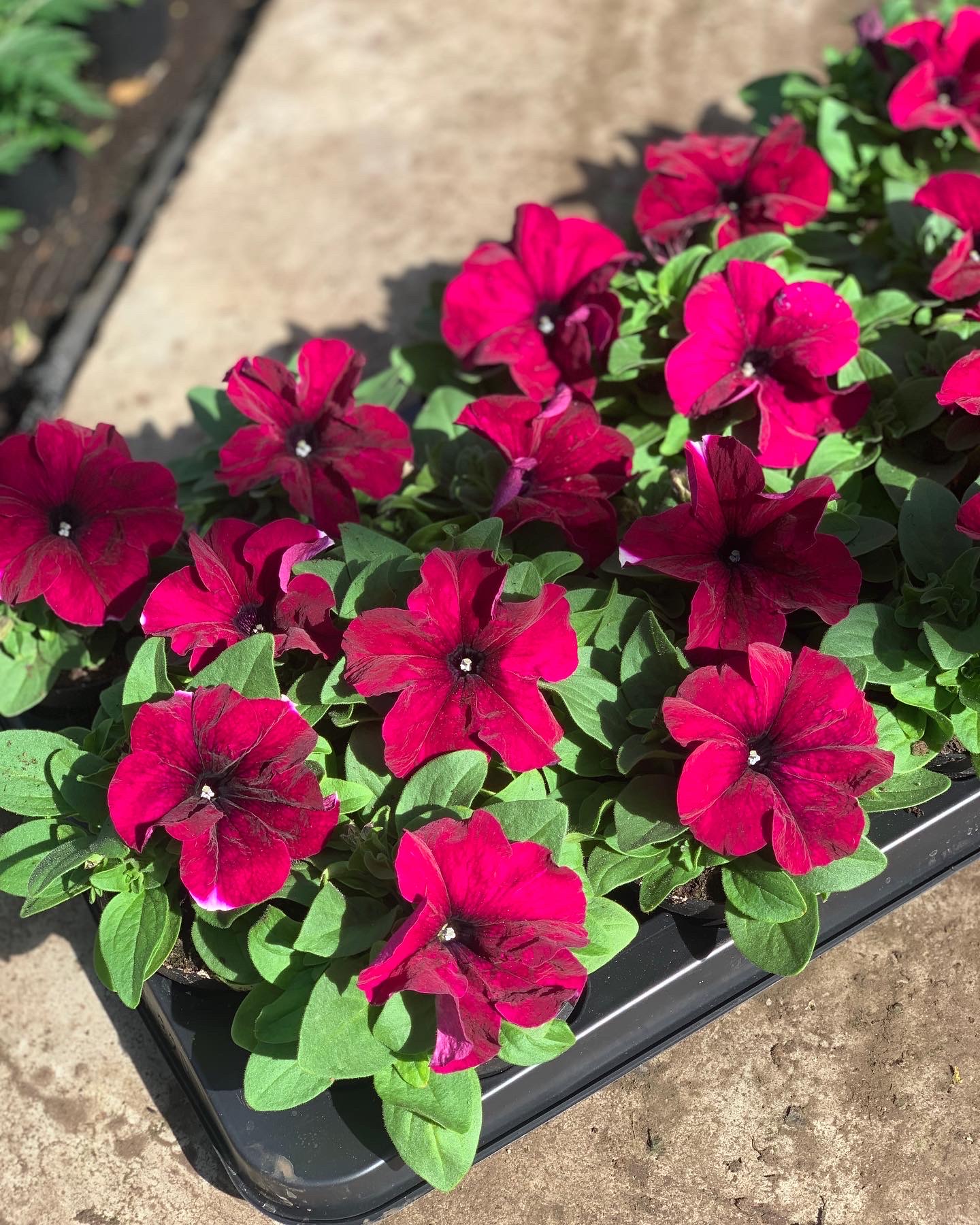 Petunia - Image 5