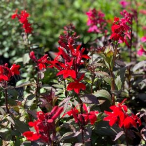 Lobelia x Speciosa Starship Scarlet