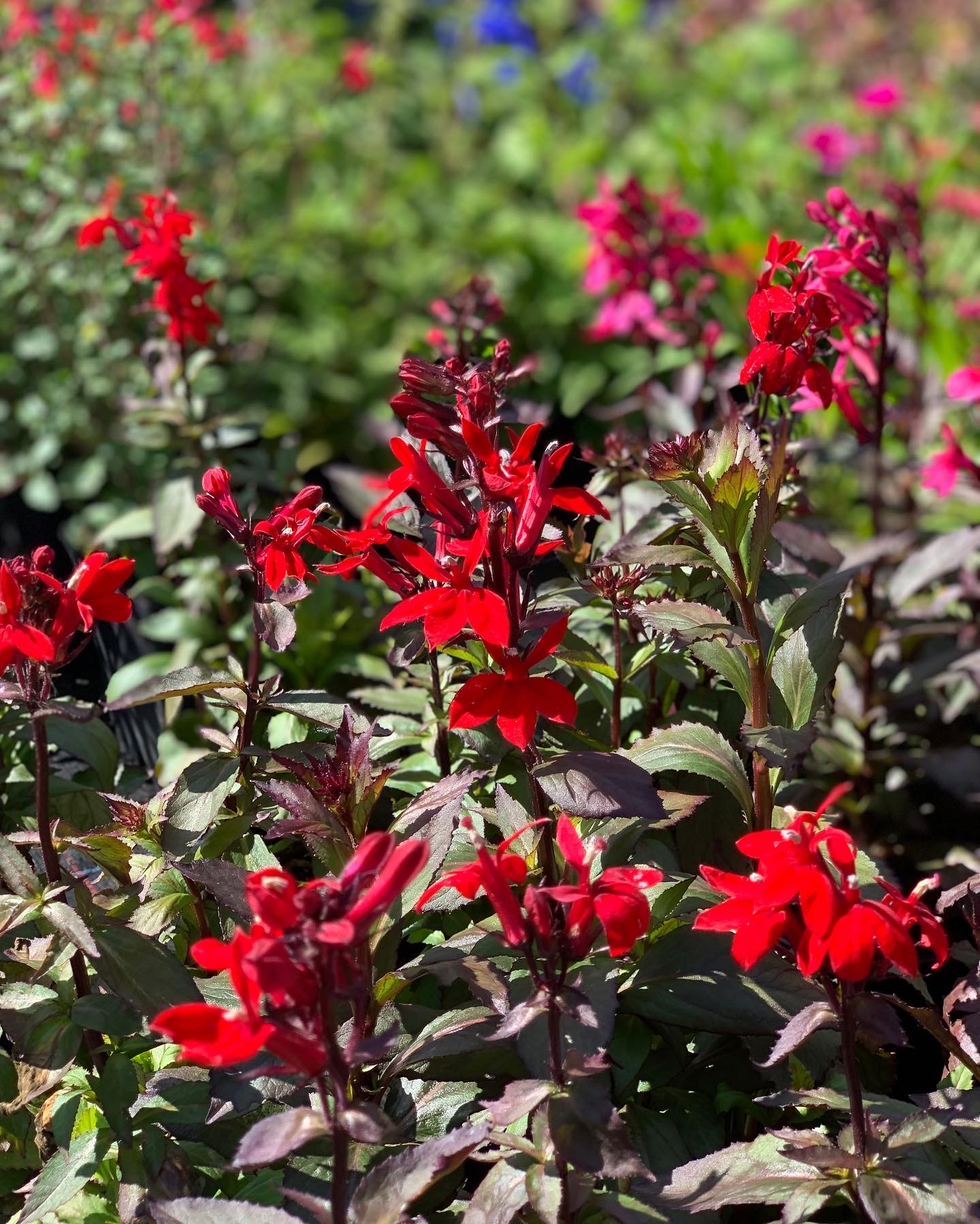 Lobelia x Speciosa Starship Scarlet