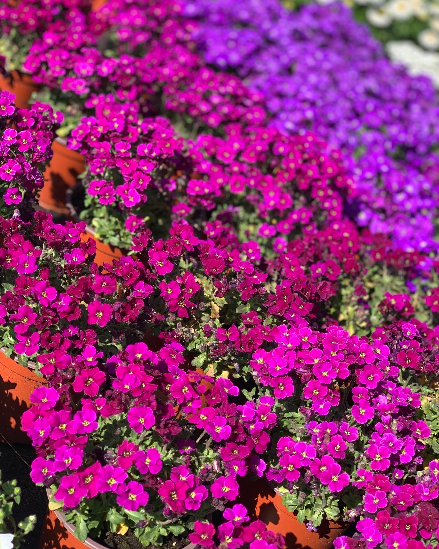 Aubretia - Blauwkussen - Image 4