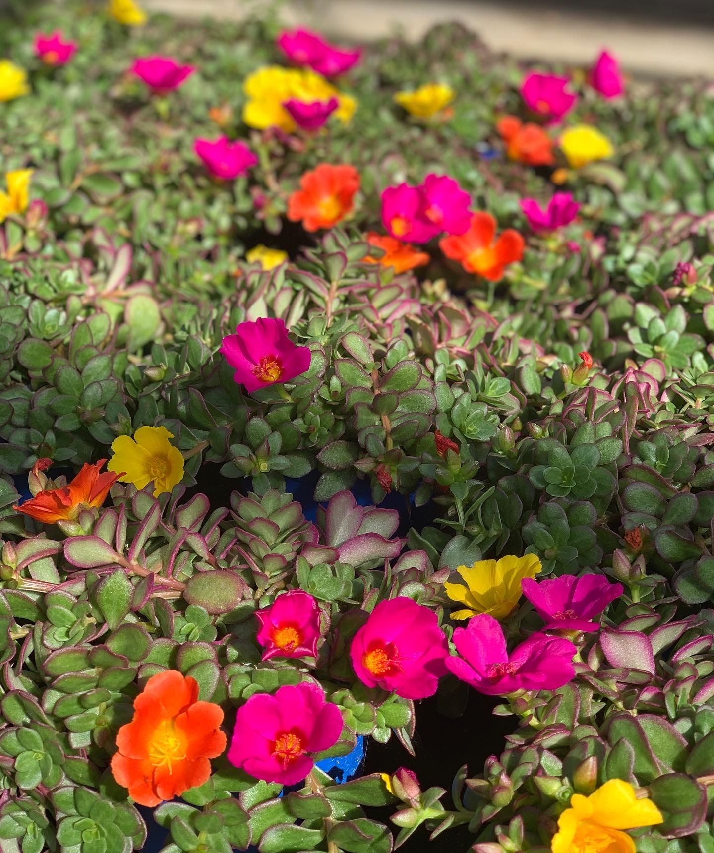 Portulaca - Image 2