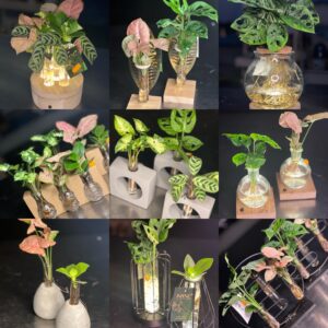 Hydroponie artikelen - assortiment aan plantjes in water