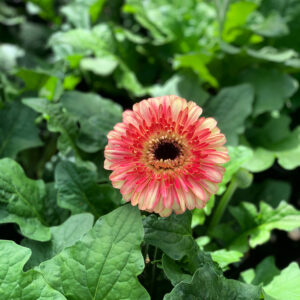 Gerbera Garvinea