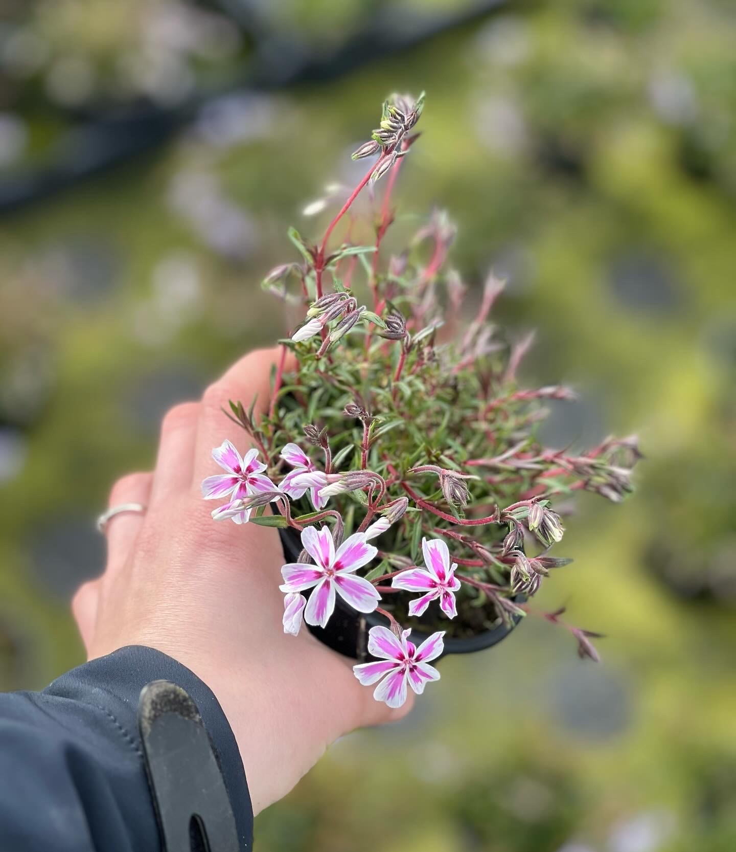 Phlox - Kruipvlambloem - Image 4