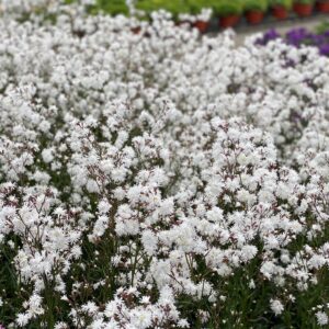 Lychnis flos-cuculi